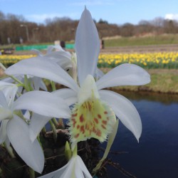 Pleione formosana 'Alba'