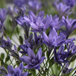 Triteleia 'Aquarius'