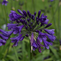 Agapanthus 'Poppin Purple'