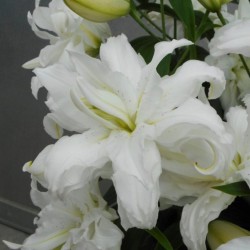 Lilium 'Lotus Beauty'