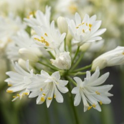 Agapanthus 'Double Diamond'
