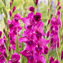 Gladiolus 'Mystic Magenta'