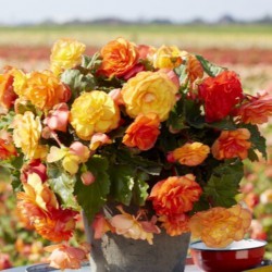 Begonia 'Cascade Sunray'