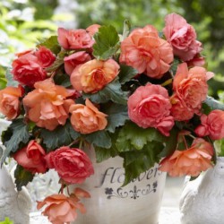 Begonia 'Cascade Odorosa...