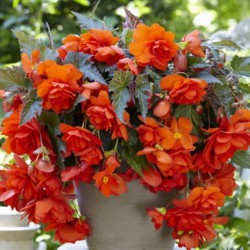 Begonia 'Illumination Orange'