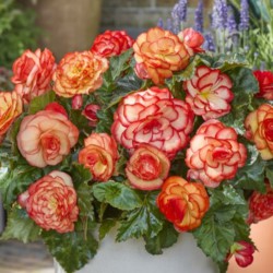 Begonia 'Wummi Maskerade'