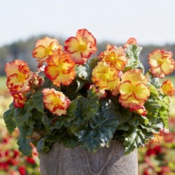 Begonia 'Crispa Marginata'...