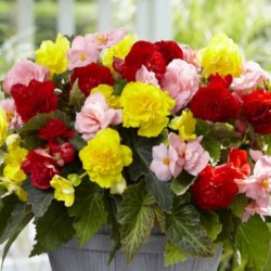 Begonia Non Stop -mix-