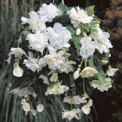 Begonia Pendula Cascade -wit-