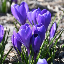 Crocus 'Aqua' ®