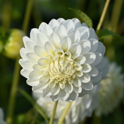 Dahlia 'Orsett Beauty'