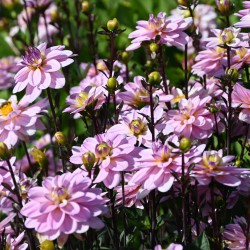 Dahlia 'Pacific Jewel'