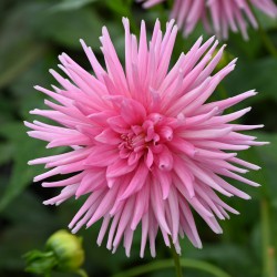 Dahlia 'Park Princess'