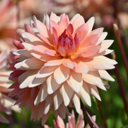 Dahlia 'Schneckenstein'