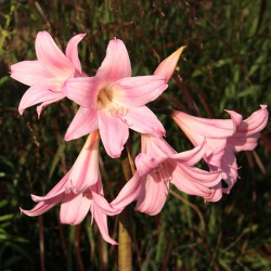 Amaryllis belladonna