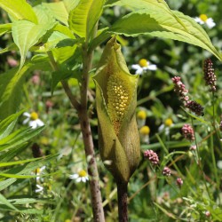 Amorphophallus napalensis
