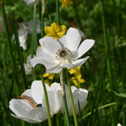 Anemone coronaria 'Bride'