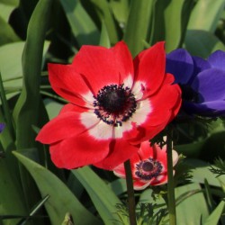 Anemone coronaria 'Hollandia'