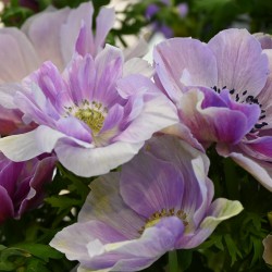Anemone coronaria MISTRAL...