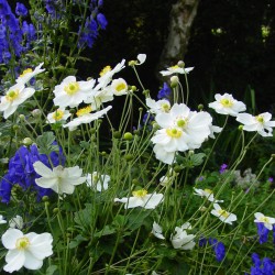Anemone hybrida 'Honorine...