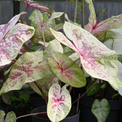 Caladium 'Sea Foam Pink' ®