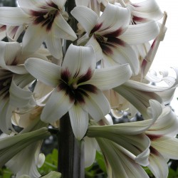 Cardiocrinum giganteum