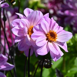 Dahlia 'Bishop of Leicester'