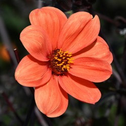 Dahlia 'Bishop of Oxford'