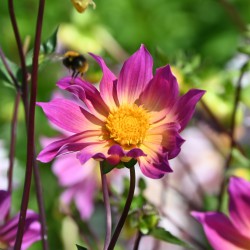 Dahlia 'Bright Eyes' BIO
