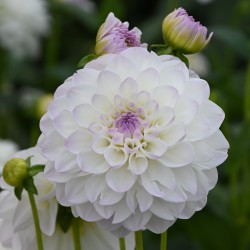 Dahlia 'Eveline'