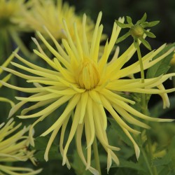 Dahlia 'Gryson's Yellow...