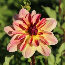 Dahlia 'Happy Butterfly'