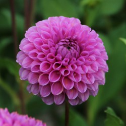 Dahlia 'Isabel'