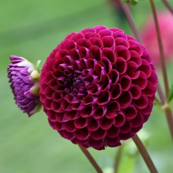 Dahlia 'Ivanetti'