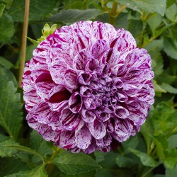 Dahlia 'Marble Ball'