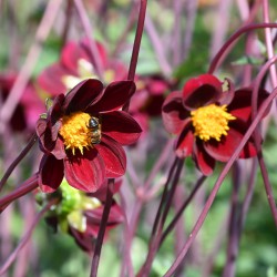 Dahlia 'Mexican Star' BIO