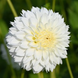 Dahlia 'Myama Fubuki'