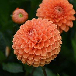Dahlia 'Sylvia'