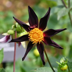 Dahlia 'Verrone's Obsidian'
