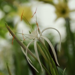 Hymenocallis harrisiana