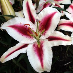 Lilium 'Hachi'