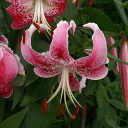 Lilium speciosum var....