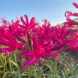 Nerine bowdenii 'Mr. Nick'