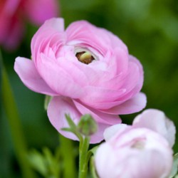 Ranunculus asiaticus 'Aviv'...