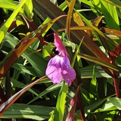 Roscoea purpurea 'Paul...