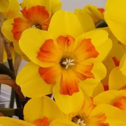 Narcissus 'Marion Pearce'