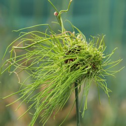 Allium 'Hair'®