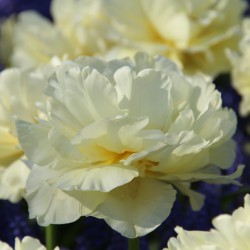 Tulipa 'Avant Garde'
