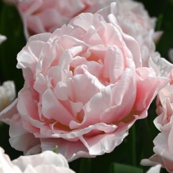 Tulipa 'Dreamer'