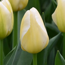 Tulipa 'Françoise'